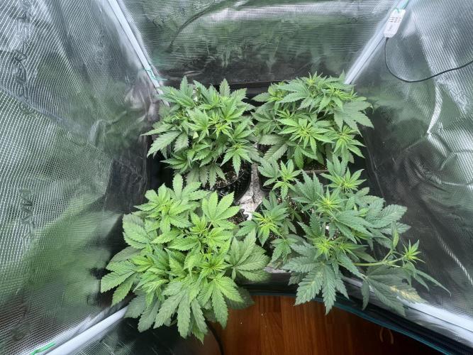 FrostBangers & Gorilla’s Cookies. Week 4