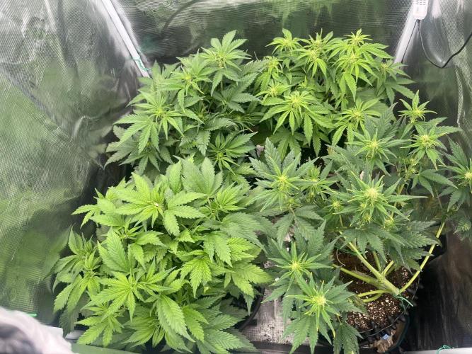 FrostBangers & Gorilla’s Cookies. Week 5