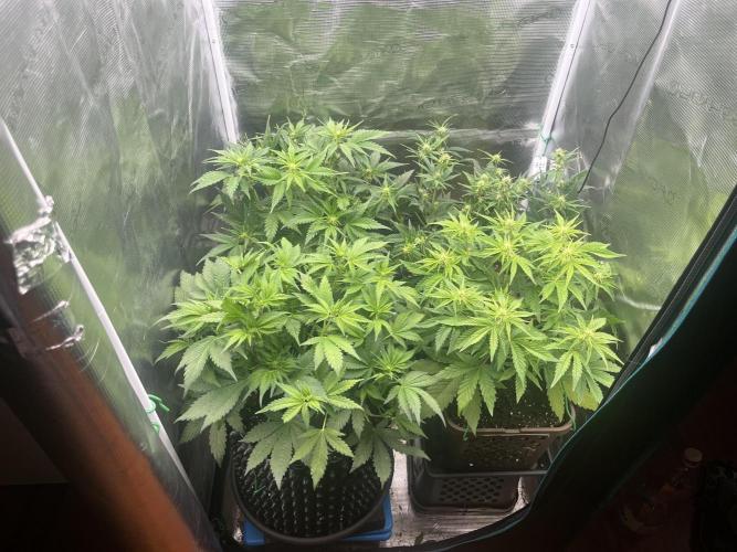 FrostBangers & Gorilla’s Cookies. Week 5