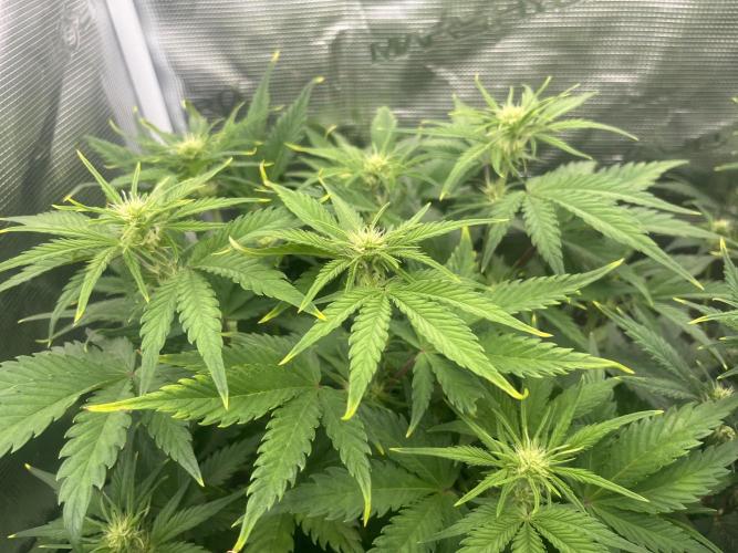 FrostBangers & Gorilla’s Cookies. Week 6