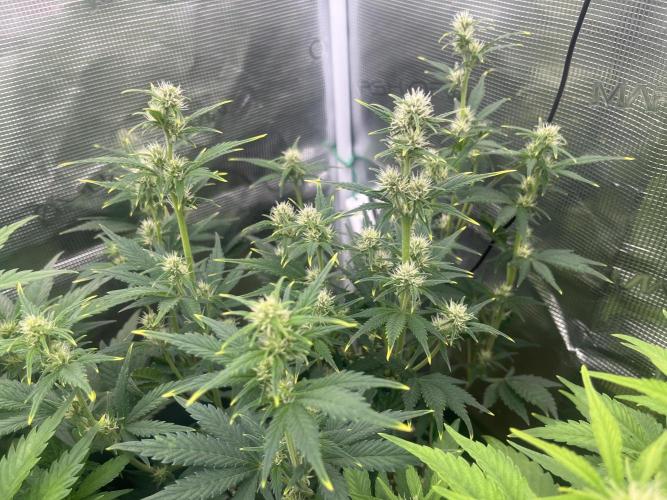 FrostBangers & Gorilla’s Cookies. Week 6