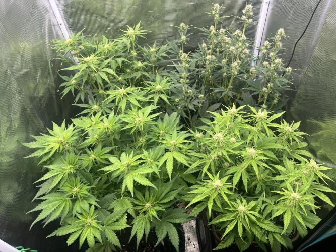 FrostBangers & Gorilla’s Cookies. Week 6