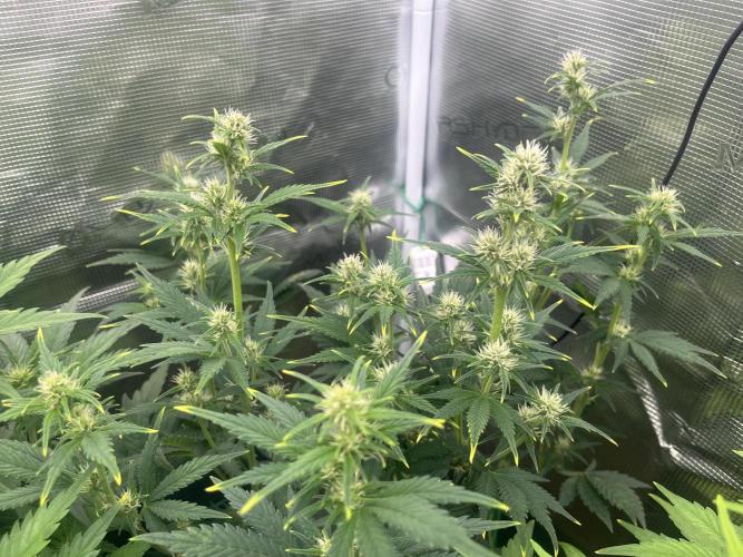 FrostBangers & Gorilla’s Cookies. Week 6