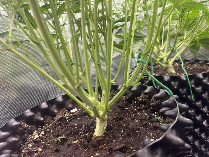 FrostBangers & Gorilla’s Cookies. Week 6 - Satisfaction 🤟🏼