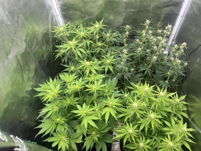 FrostBangers & Gorilla’s Cookies. Week 6