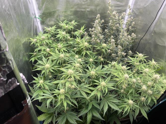 FrostBangers & Gorilla’s Cookies. Week 7