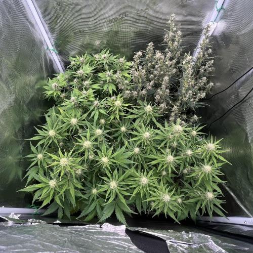 FrostBangers & Gorilla’s Cookies. Week 7