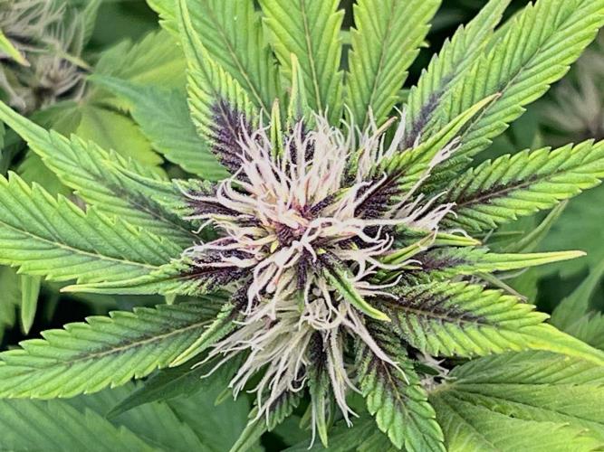 FrostBangers & Gorilla’s Cookies. Week 7