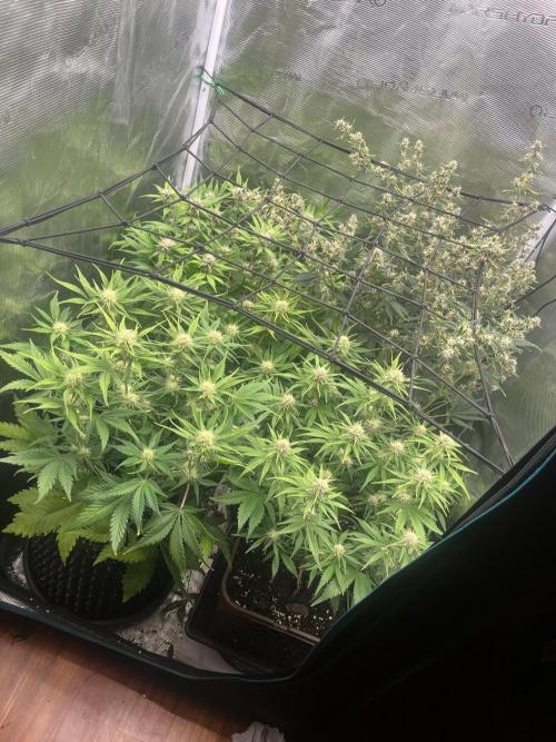 FrostBangers & Gorilla’s Cookies. Week 7