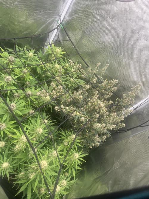 FrostBangers & Gorilla’s Cookies. Week 7