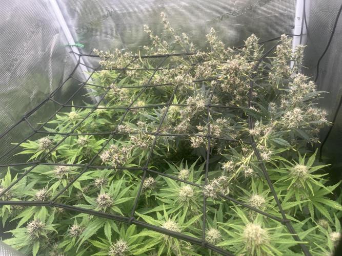 FrostBangers & Gorilla’s Cookies. Week 7
