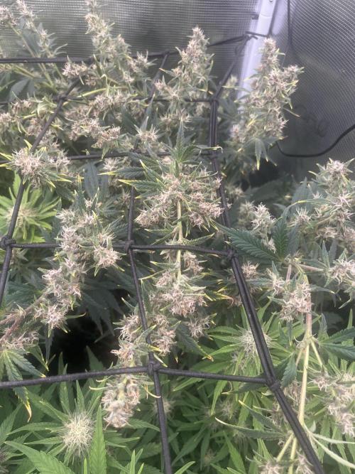 FrostBangers & Gorilla’s Cookies. Week 7