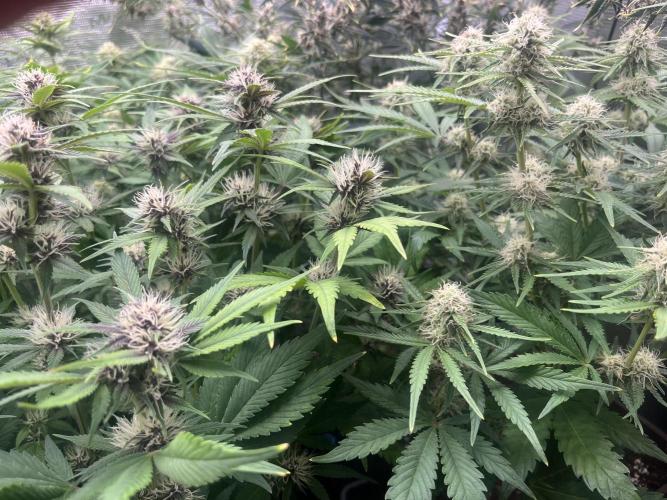 FrostBangers & Gorilla’s Cookies. Week 7