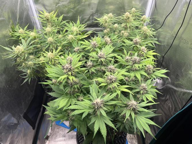 FrostBangers & Gorilla’s Cookies. Week 8