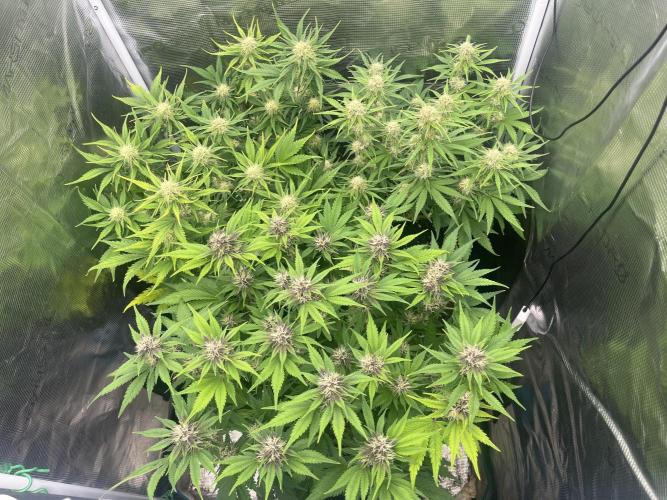 FrostBangers & Gorilla’s Cookies. Week 8