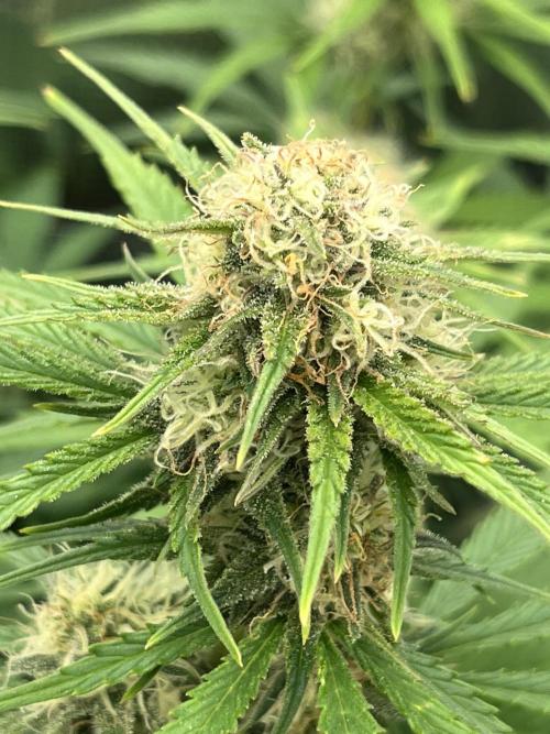 FrostBangers & Gorilla’s Cookies. Week 8