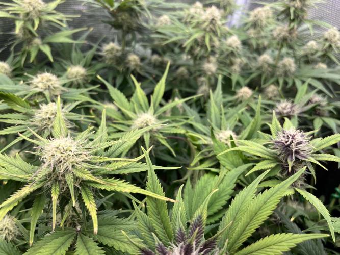 FrostBangers & Gorilla’s Cookies. Week 8