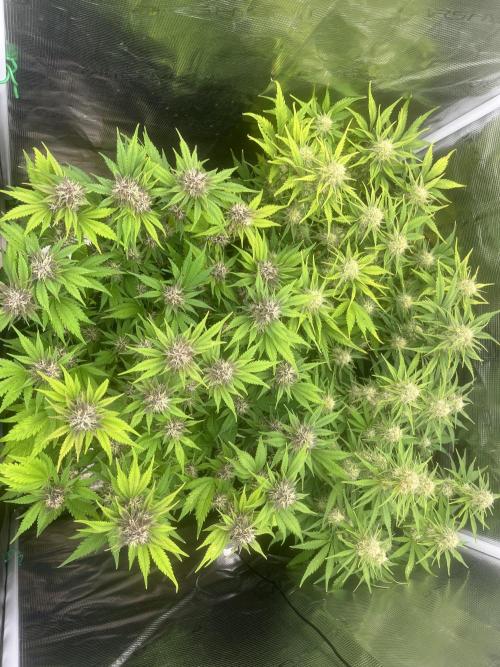 FrostBangers & Gorilla’s Cookies. Week 8