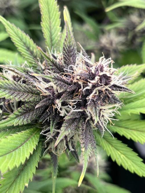 FrostBangers & Gorilla’s Cookies. Week 9