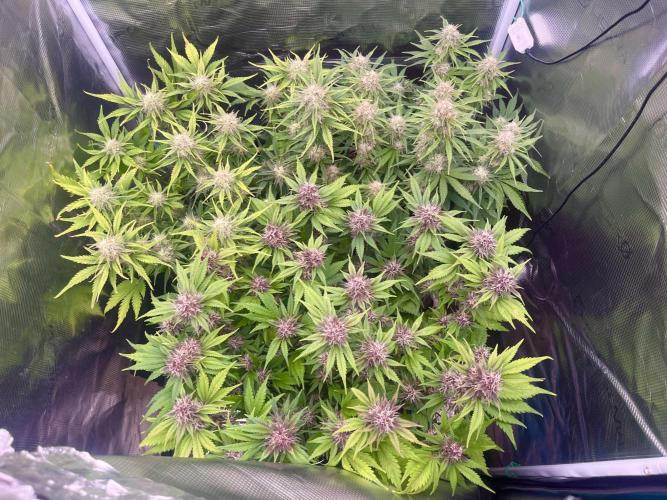 FrostBangers & Gorilla’s Cookies. Week 9