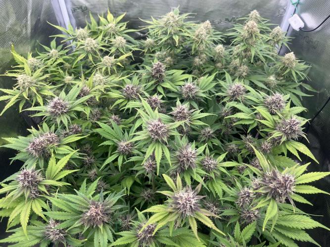 FrostBangers & Gorilla’s Cookies. Week 9