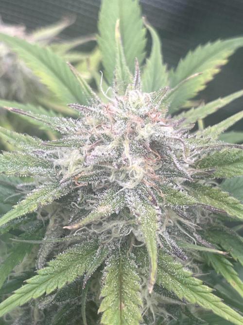 FrostBangers & Gorilla’s Cookies. Week 9