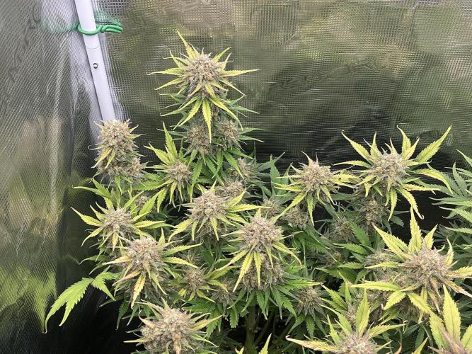 FrostBangers & Gorilla’s Cookies. Week 10