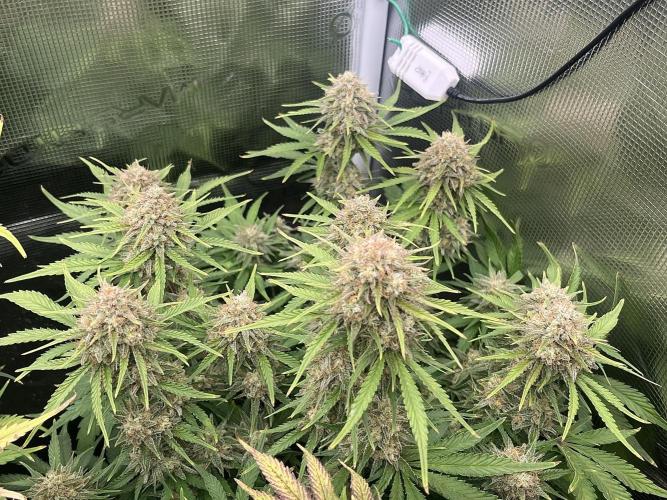 FrostBangers & Gorilla’s Cookies. Week 10