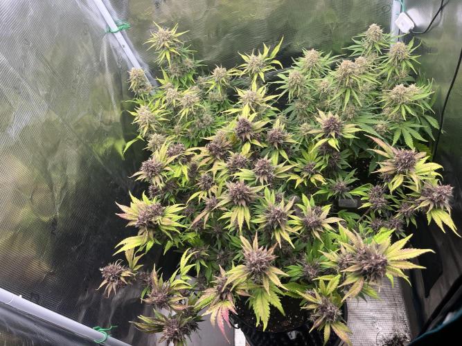 FrostBangers & Gorilla’s Cookies. Week 10