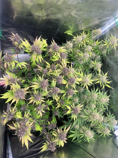 FrostBangers & Gorilla’s Cookies. Week 10