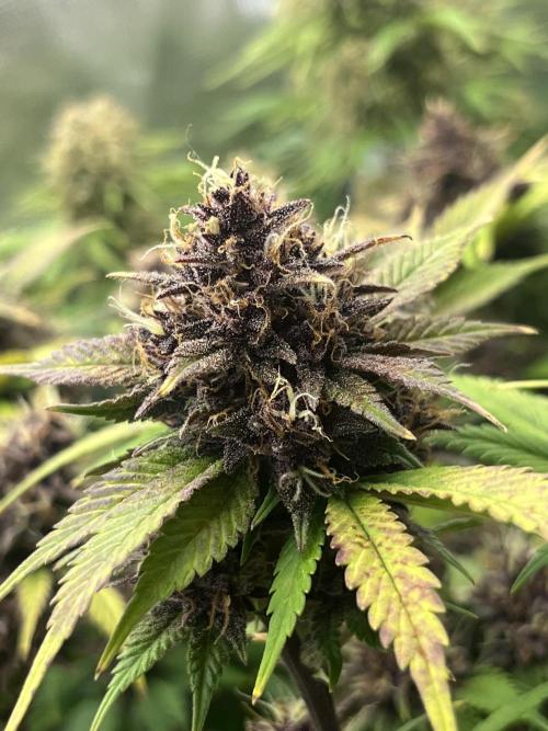 FrostBangers & Gorilla’s Cookies. Week 10