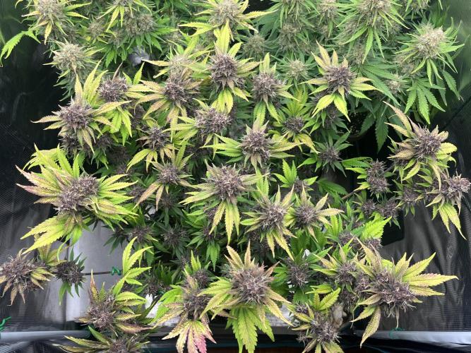 FrostBangers & Gorilla’s Cookies. Week 10