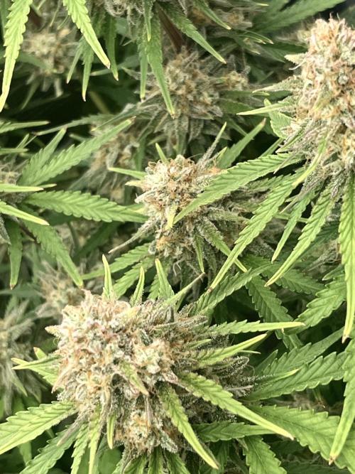 FrostBangers & Gorilla’s Cookies. Week 10