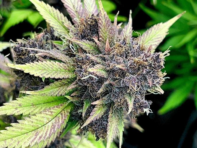 FrostBangers & Gorilla’s Cookies. Week 12 - Black Death flowers