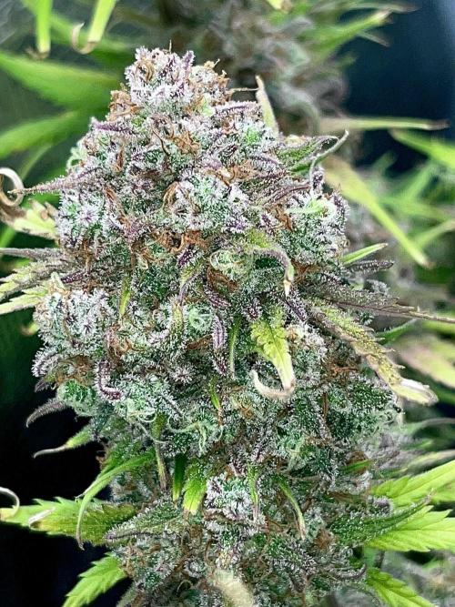 FrostBangers & Gorilla’s Cookies. Week 12