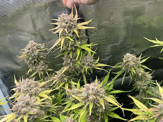FrostBangers & Gorilla’s Cookies. Week 12