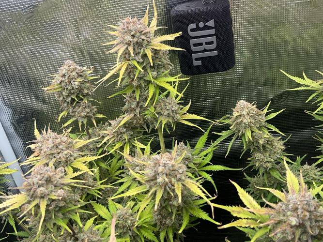 FrostBangers & Gorilla’s Cookies. Week 12