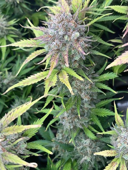 FrostBangers & Gorilla’s Cookies. Week 12