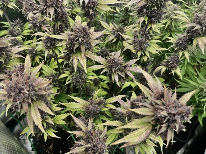 FrostBangers & Gorilla’s Cookies. Week 12