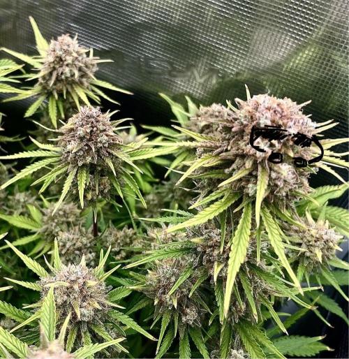 FrostBangers & Gorilla’s Cookies. Week 12