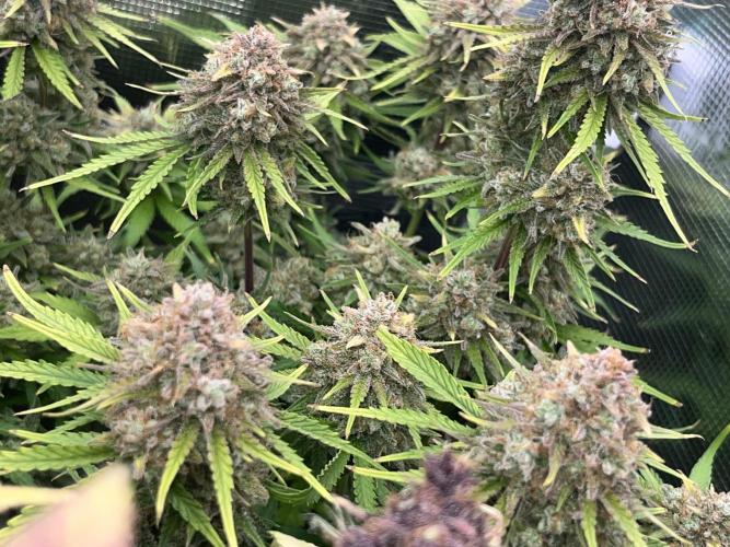 FrostBangers & Gorilla’s Cookies. Week 12