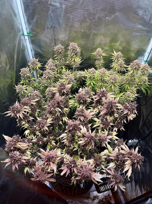 FrostBangers & Gorilla’s Cookies. Week 13