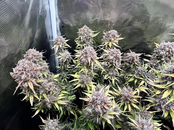FrostBangers & Gorilla’s Cookies. Week 13