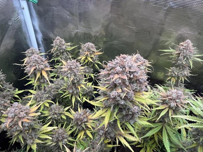 FrostBangers & Gorilla’s Cookies. Week 13