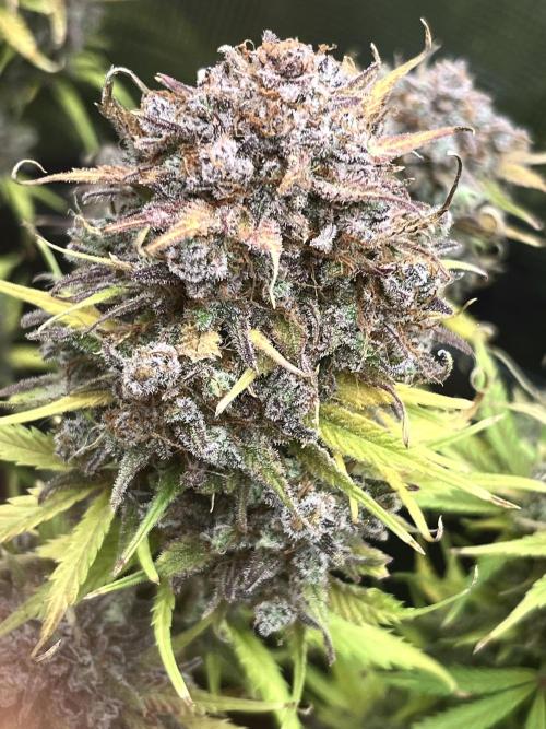 FrostBangers & Gorilla’s Cookies. Week 13
