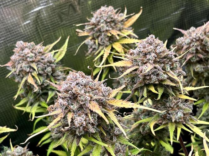 FrostBangers & Gorilla’s Cookies. Week 13