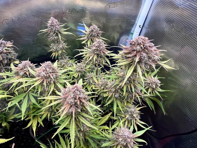 FrostBangers & Gorilla’s Cookies. Week 13