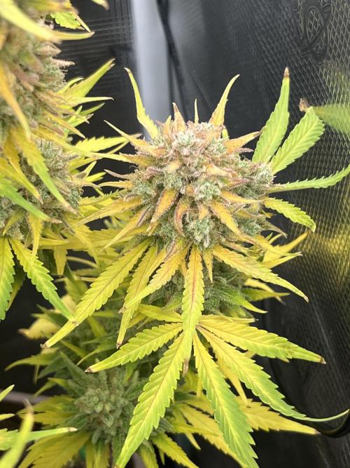 FrostBangers & Gorilla’s Cookies. Week 13