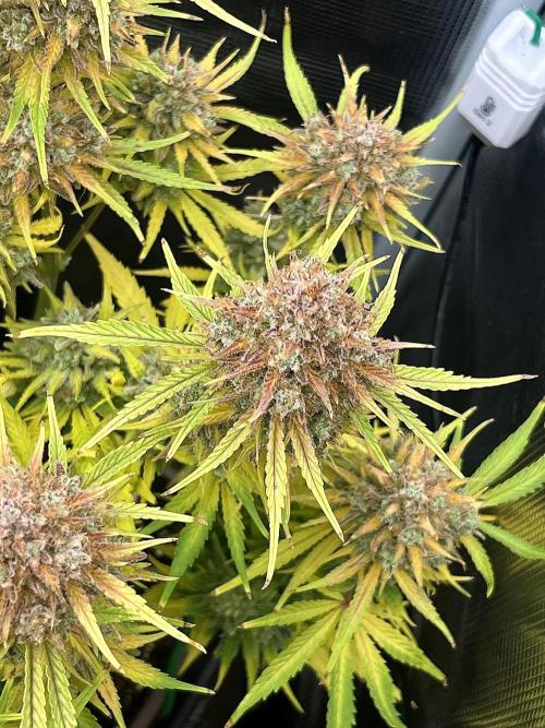 FrostBangers & Gorilla’s Cookies. Week 13