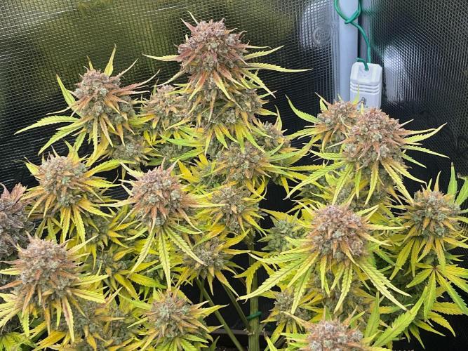 FrostBangers & Gorilla’s Cookies. Week 13